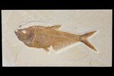 Fossil Fish (Diplomystus) - Green River Formation #130272-1